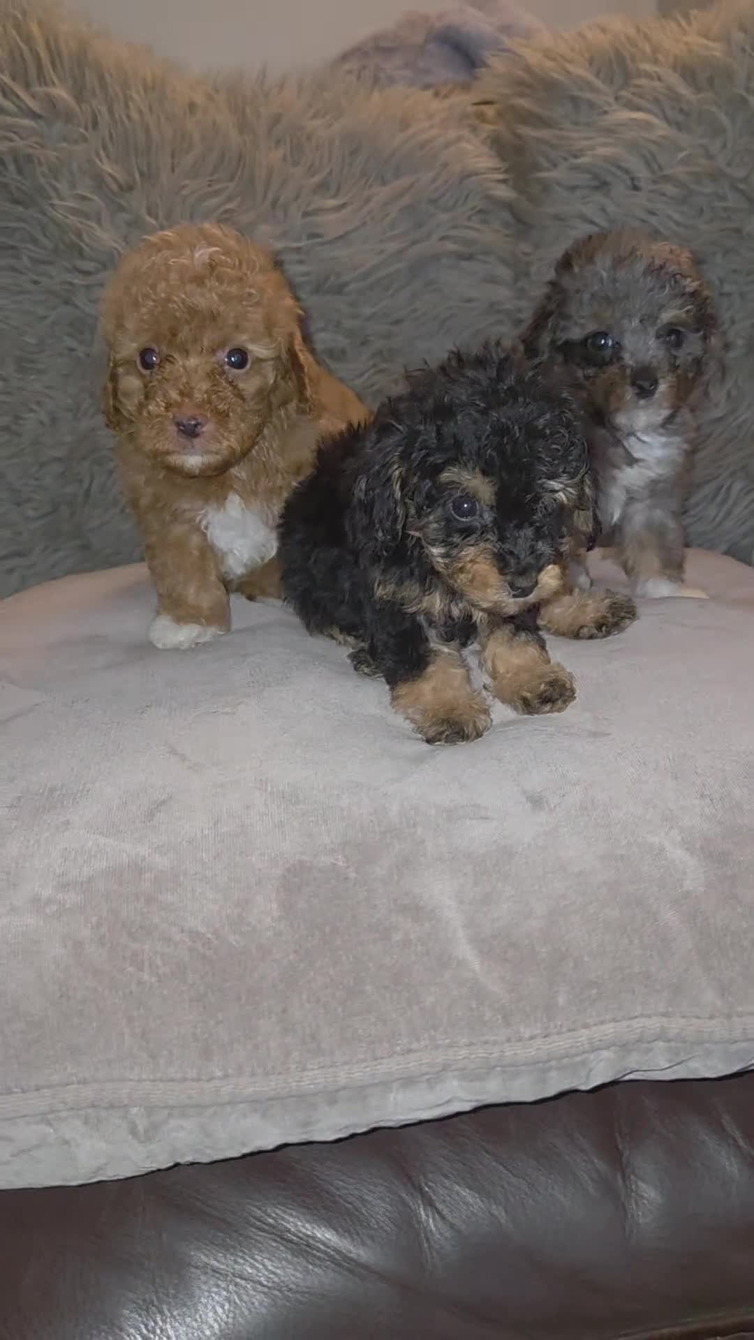 Toy Poodle dogs for sale: Beautiful Toy Poodle puppies - Video 2