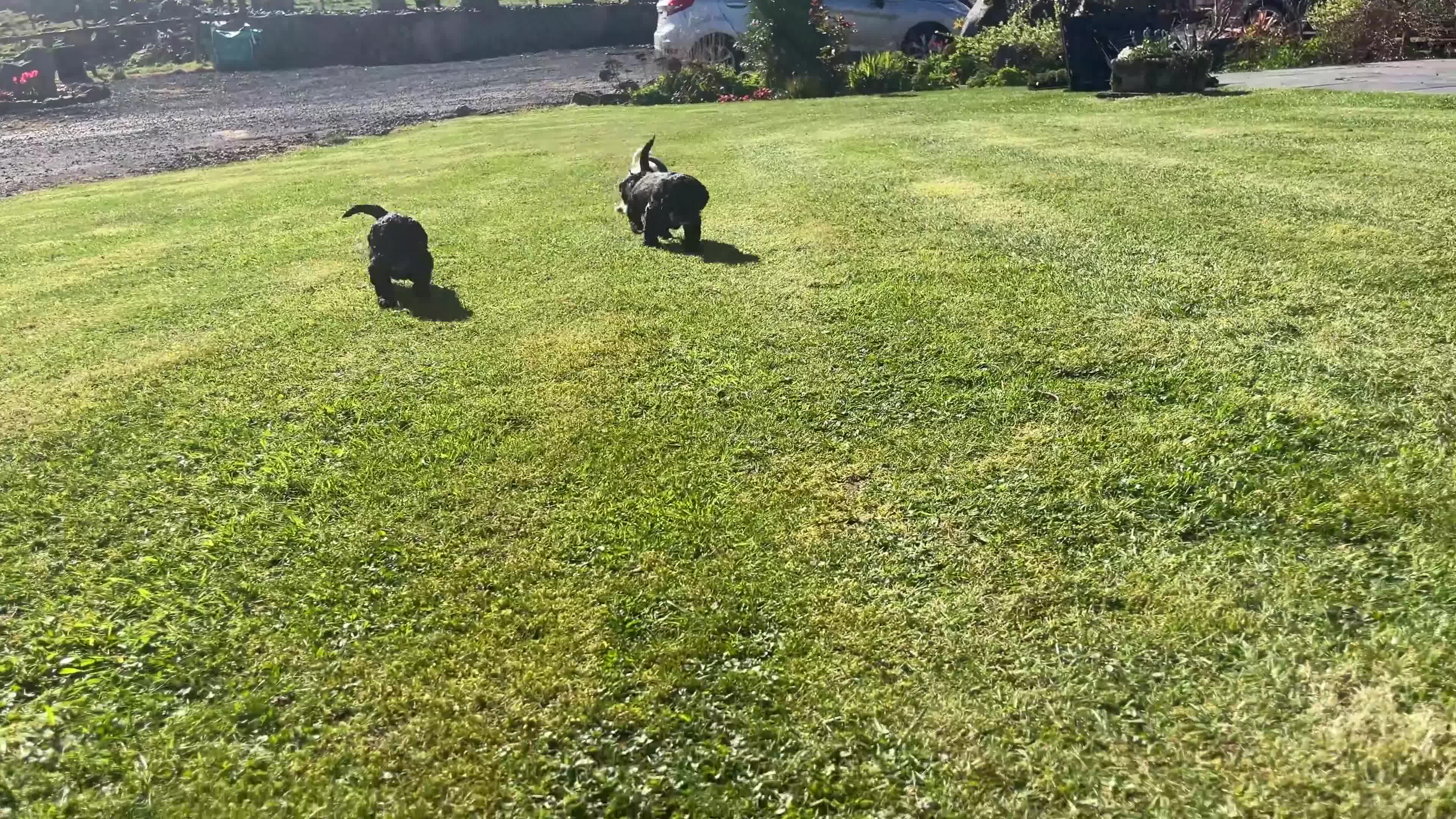 Mixed Breed dogs for sale: *READY TO GO* Sprockapoo puppies 🐶 🏠  - Video 1