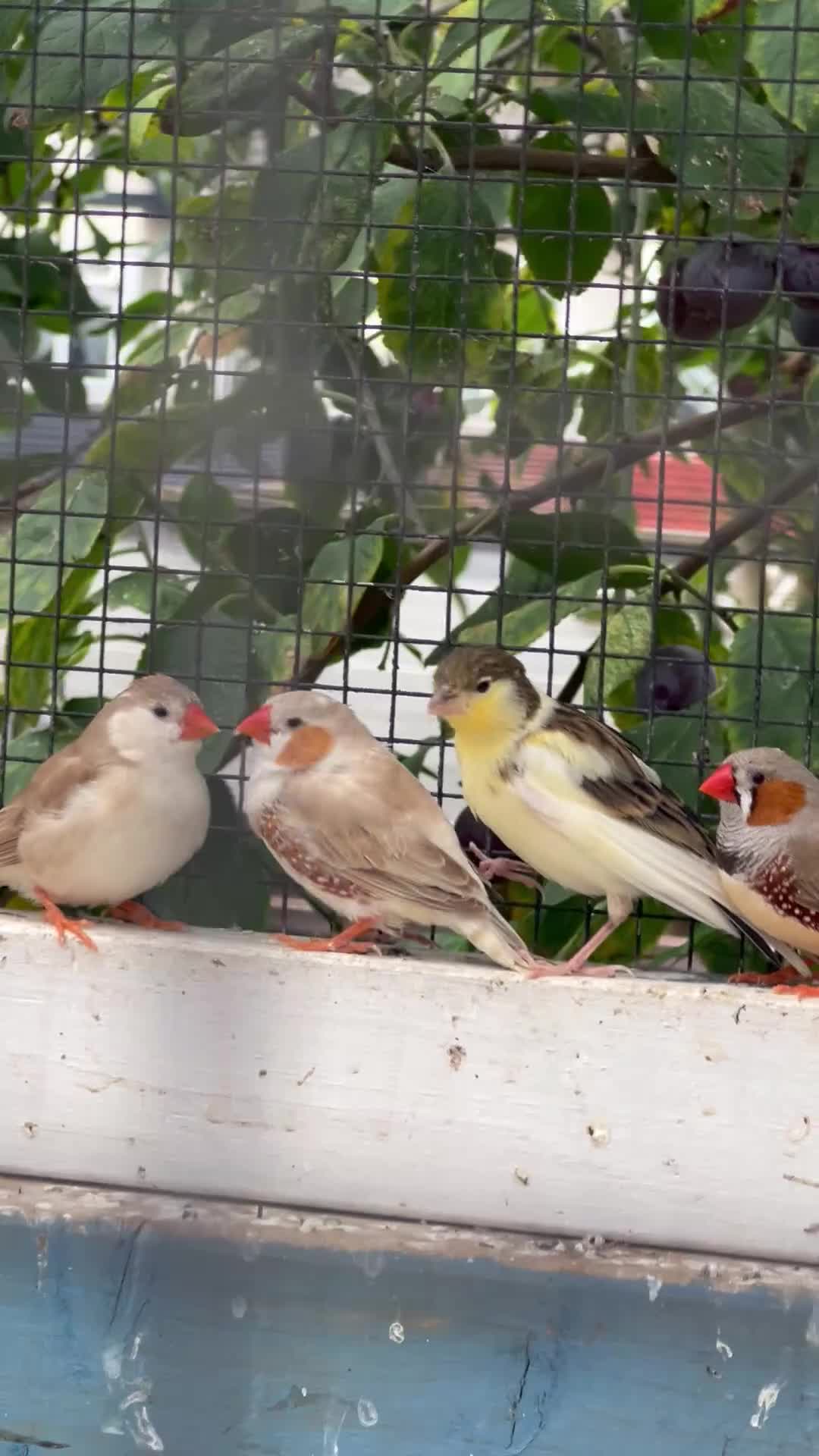 Mixed Breed birds for sale: All types Bird Avery clearance.  - Video 1