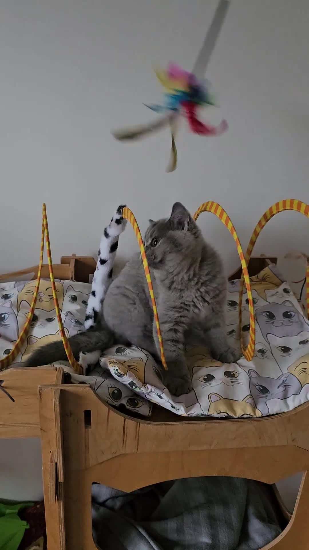 British Shorthair cats for sale: Truly beautiful British Shorthair kittens NEUTERED - Video 1