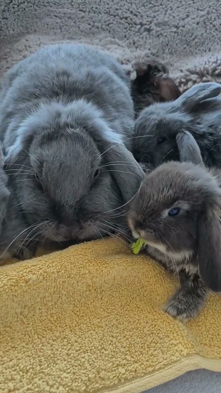 Mini Lop rabbits for sale: 7-week-old Mini Lops looking for new homes - Video 1