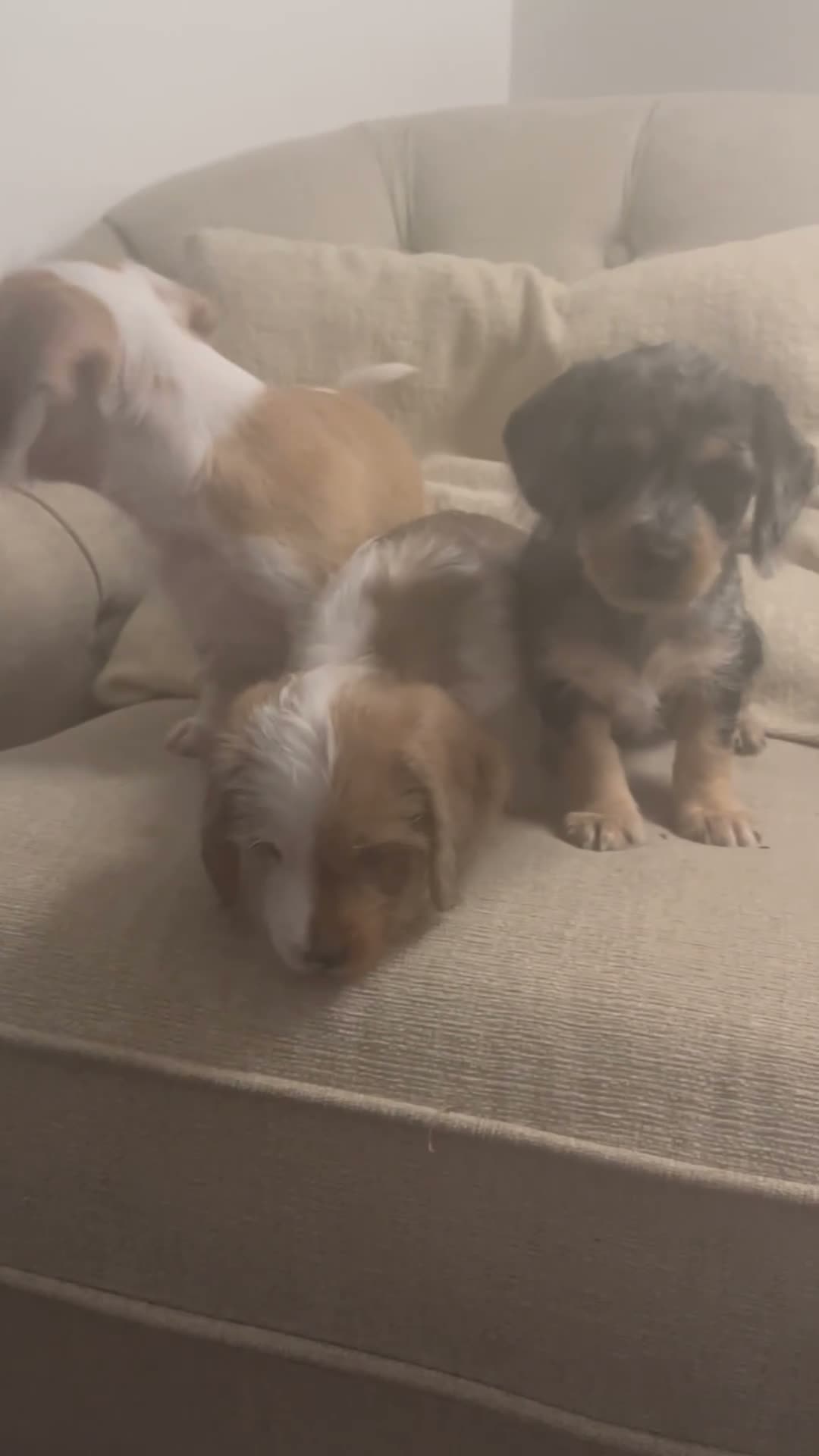Mixed Breed dogs for sale: 3 pups left  - Video 1