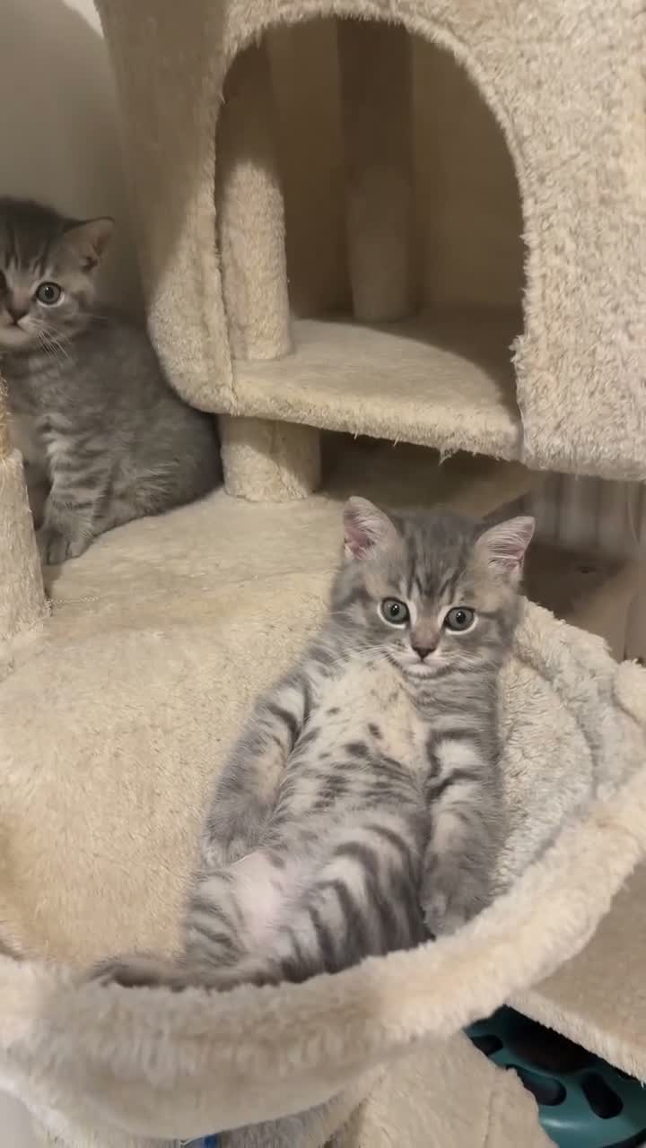 British Shorthair cats for sale: British Shorthair Tabby 1 - Video 3