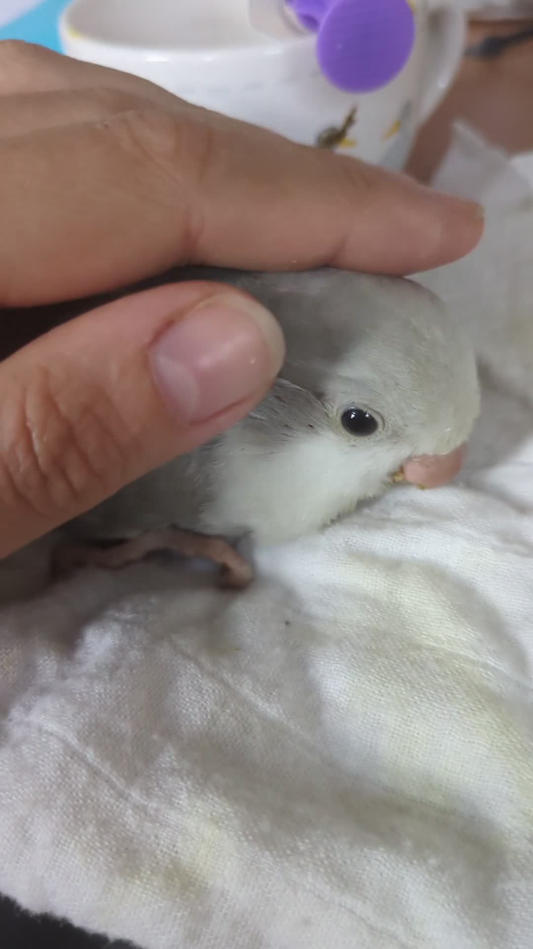 Parakeets birds for sale: Quaker parrots babies hand reared cobalt and grey - Video 2