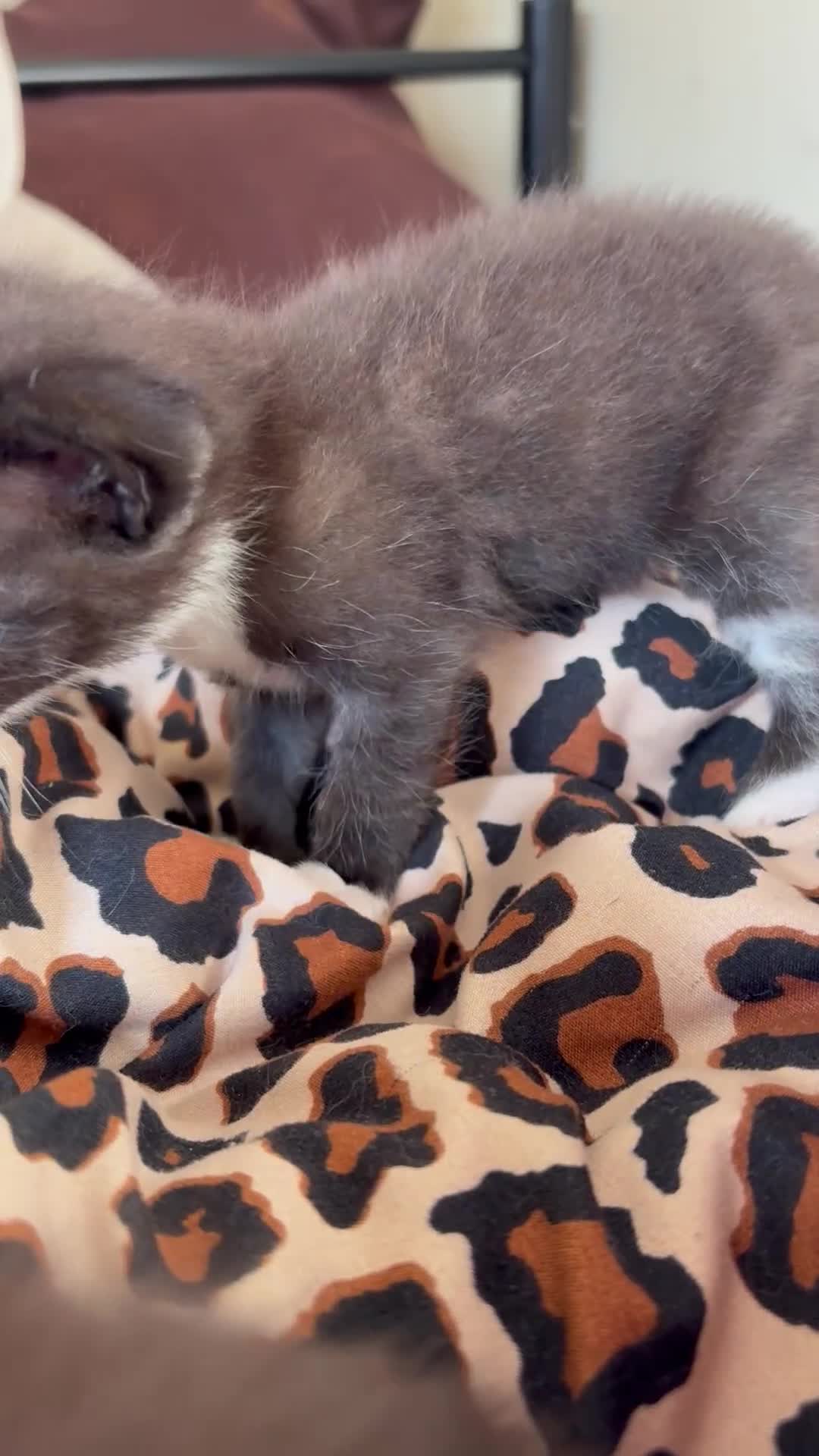 Mixed Breed cats for sale: Mix litter of 6  - Video 2