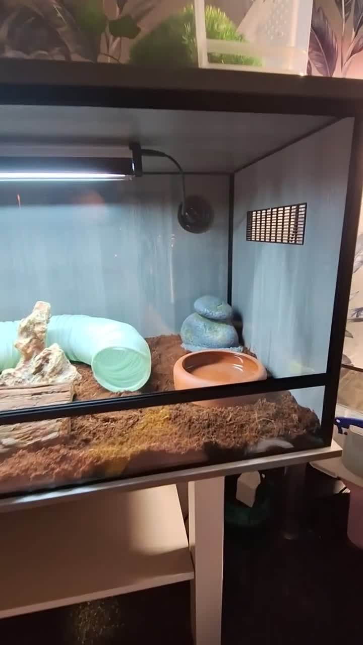 Monitor reptiles for sale: Boss monitor  - Video 1