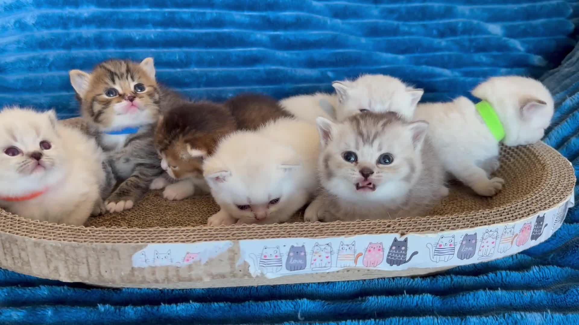 British Shorthair cats for sale: British Shorthair kittens - Video 5