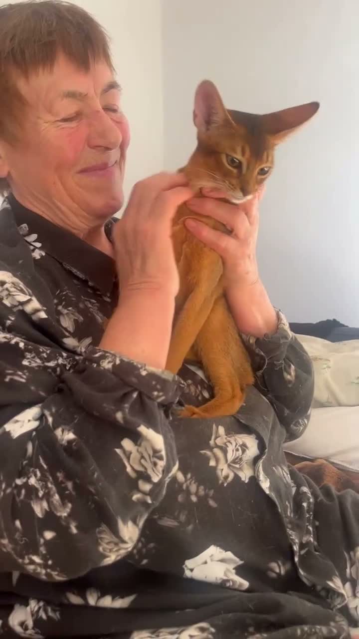 Abyssinian cats for sale: Adorable Abyssinian kittens - Video 2