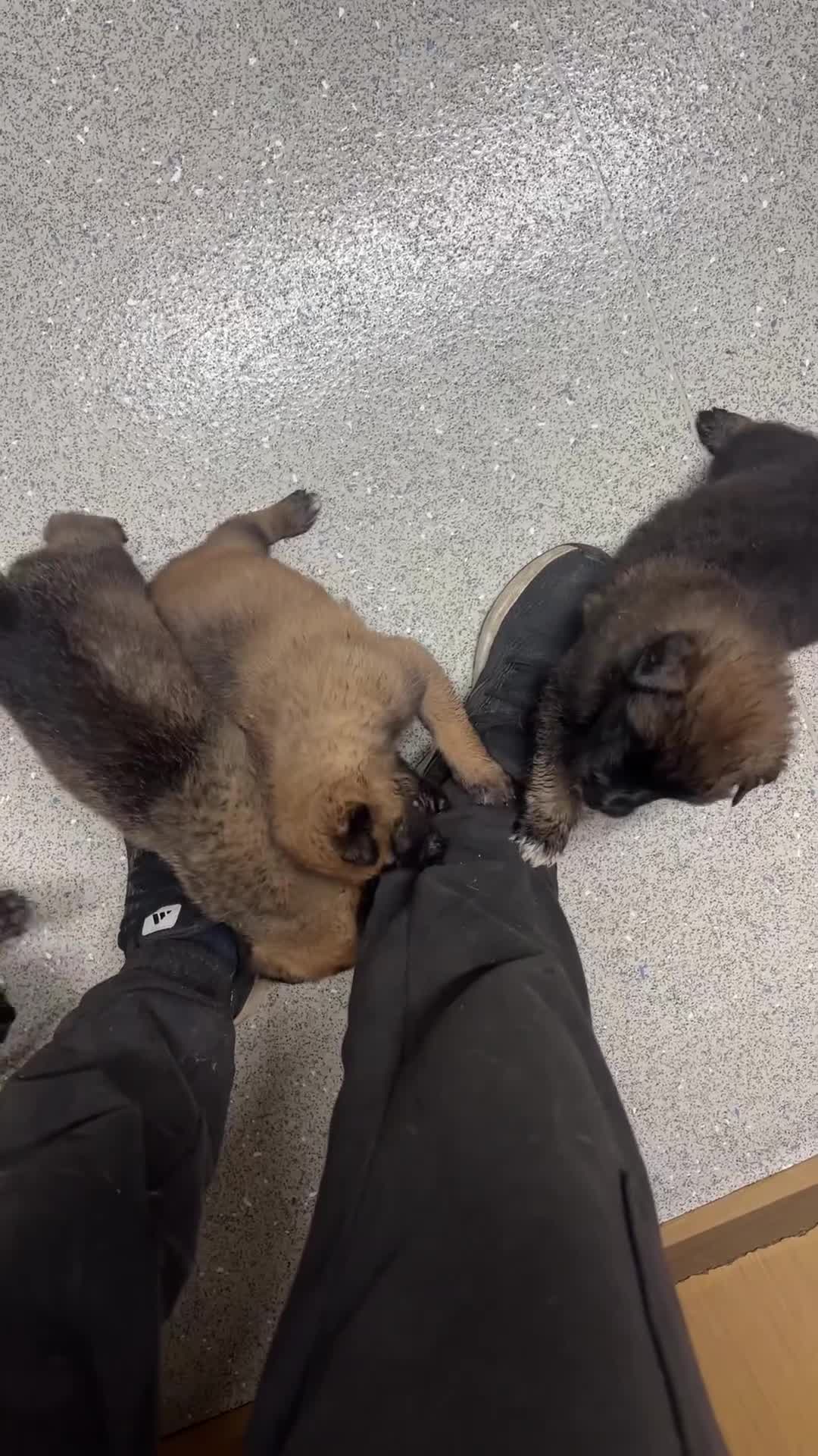Belgian Shepherd Dog dogs for sale: Belgian malinios puppies - Video 5