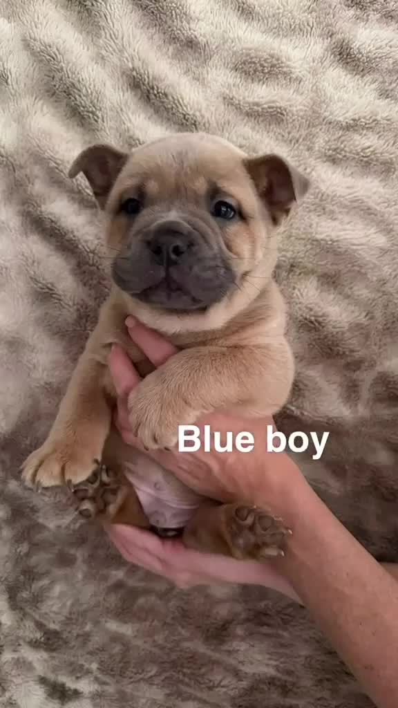 Mixed Breed dogs for sale: Bulldog cross Chow Chow in Romford - Video 2