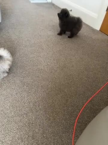Pomeranian dogs for sale: Pomaranian  - Video 1