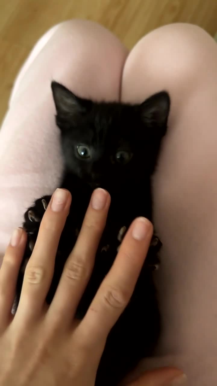 Domestic Shorthair cats for sale: Friendly playful kittens looking for a loving home - Video 3