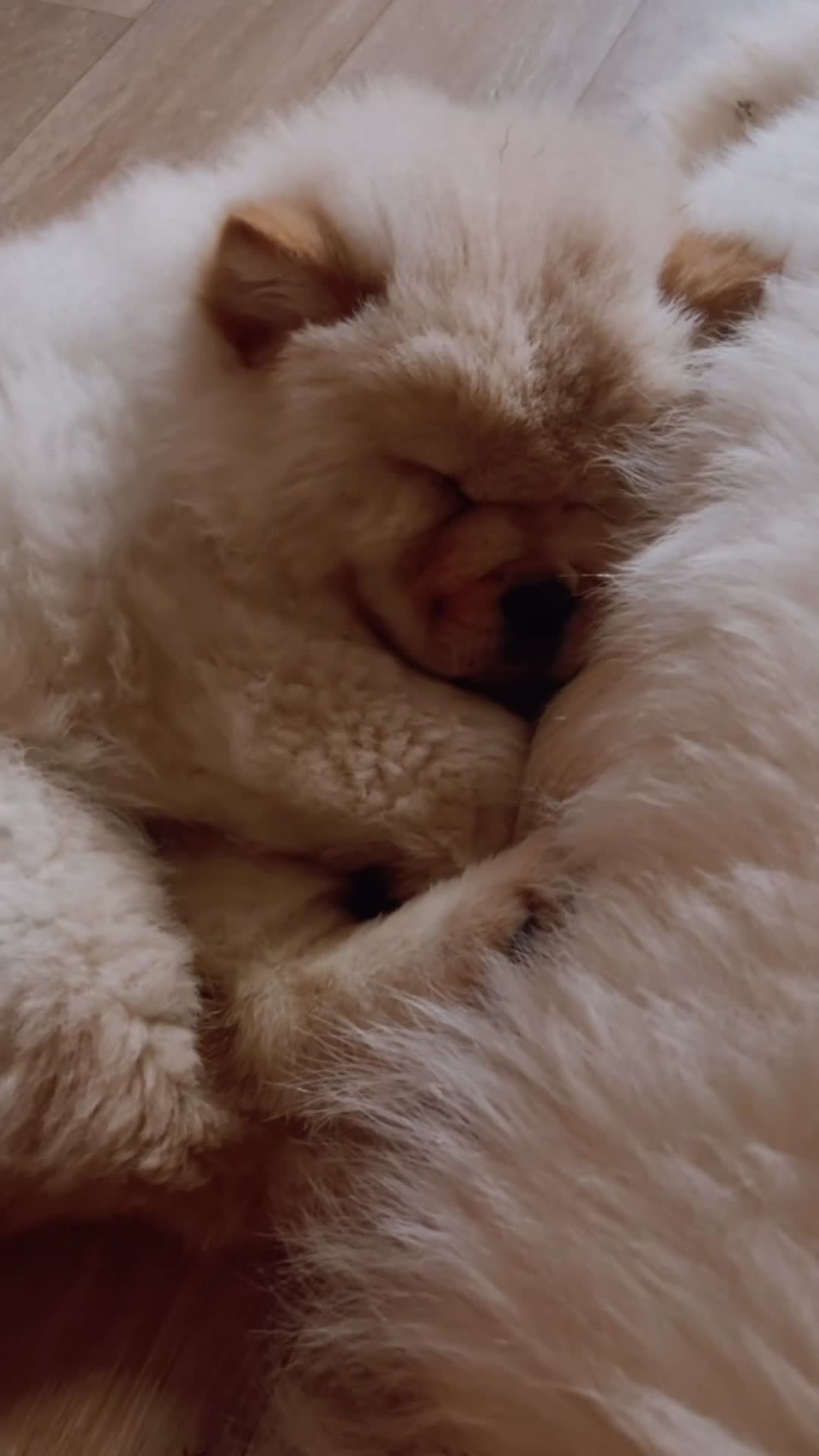 Chow Chow dogs for sale: Miss chow chow mummy  - Video 3