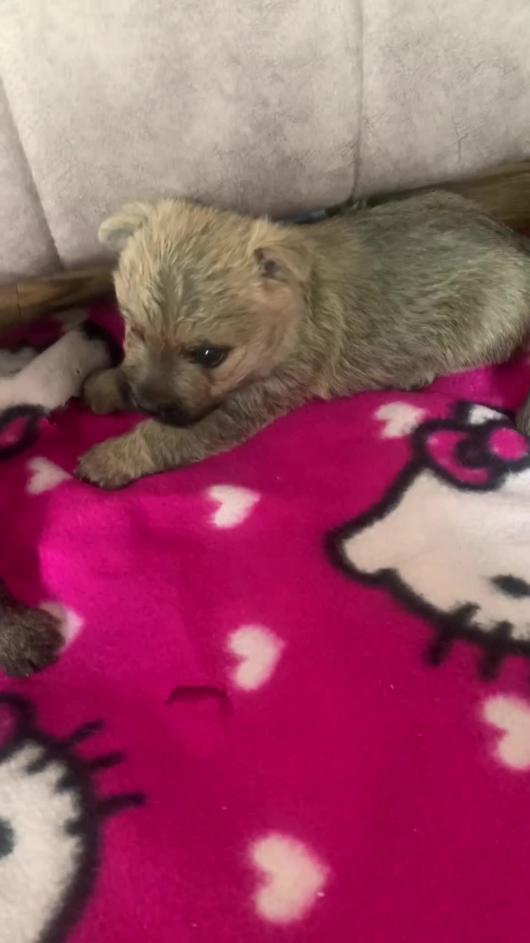 Cairn Terrier dogs for sale: Quality litter KC reg Cairn Terrier Puppies  - Video 1
