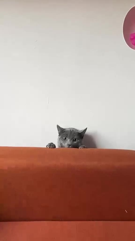 Mixed Breed cats for stud: Russian Blue × Chartreux Cross | Stud & Mating  in London - Video 2