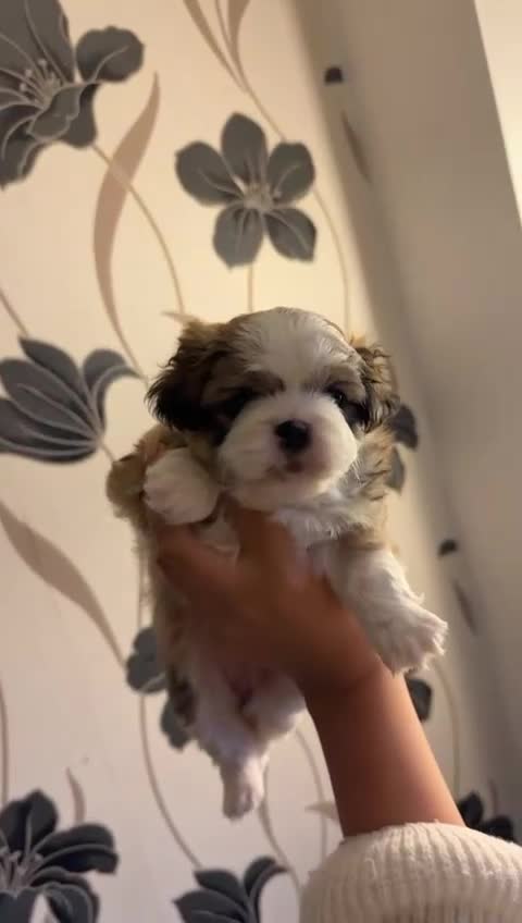 Pekingese dogs for sale: Pekingese puppies  - Video 2