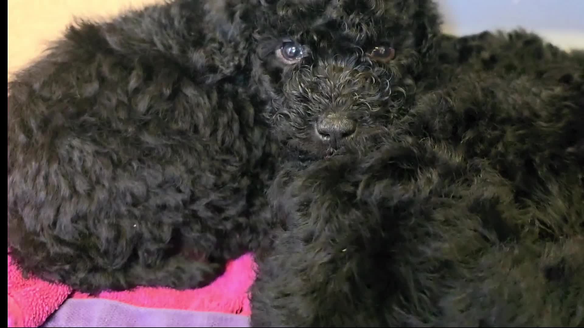 Mixed Breed dogs for sale: Miniature labradoodle cockapoo x bedlington  - Video 1