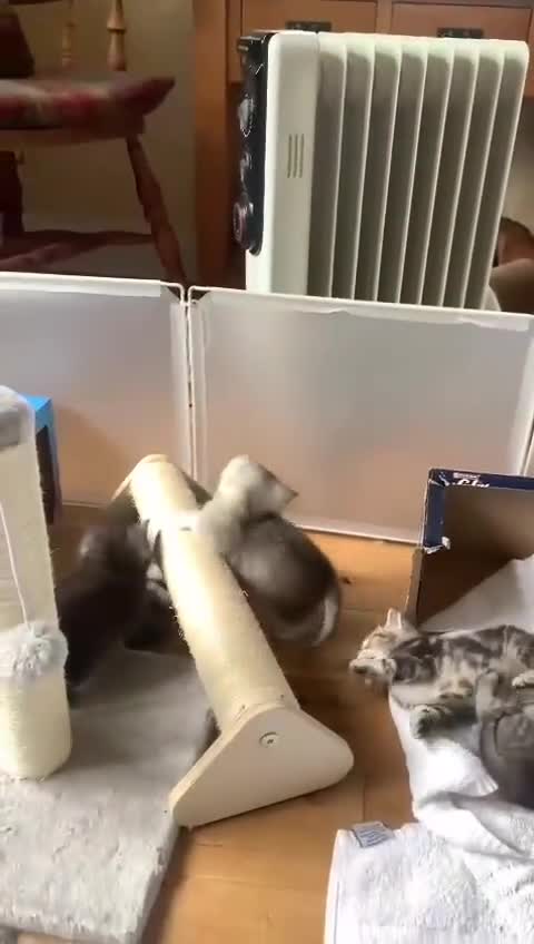 Persian cats for sale: Persian chinchilla mix of 3 boys left in St Albans - Video 1