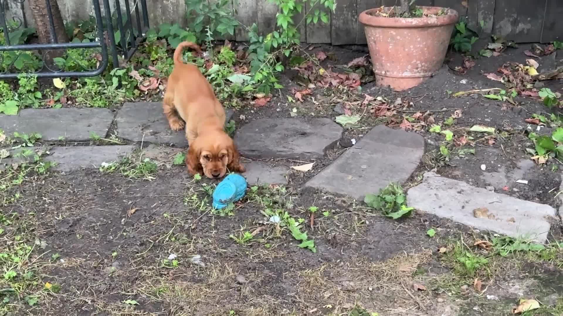 Cocker Spaniel dogs for sale: Last Gorgeous Boy Golden KC Show Cocker Spaniel in Chepstow - Video 2
