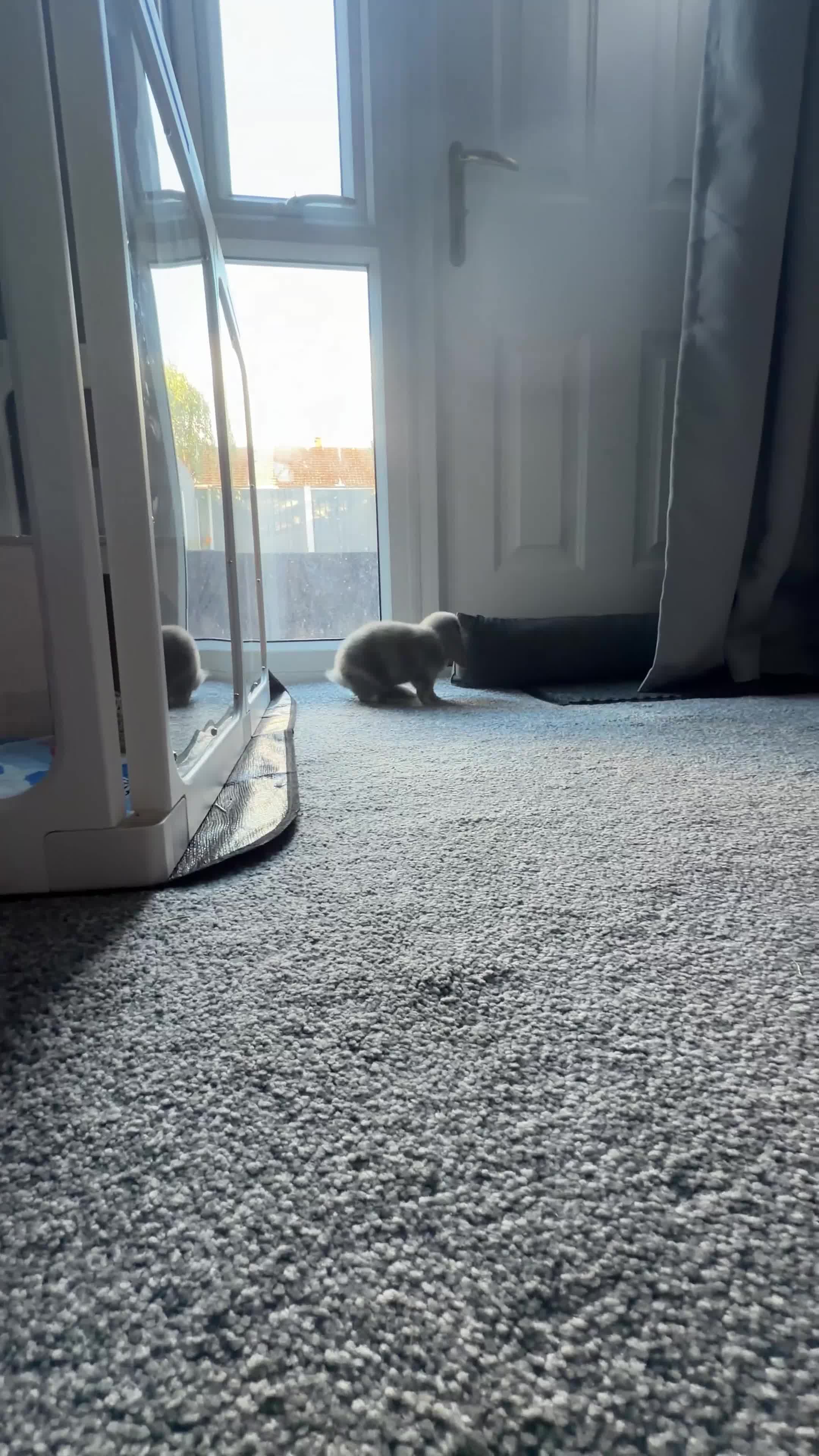 Mini Lop rabbits for sale: Male mini lop (read description)  in Winsford - Video 1