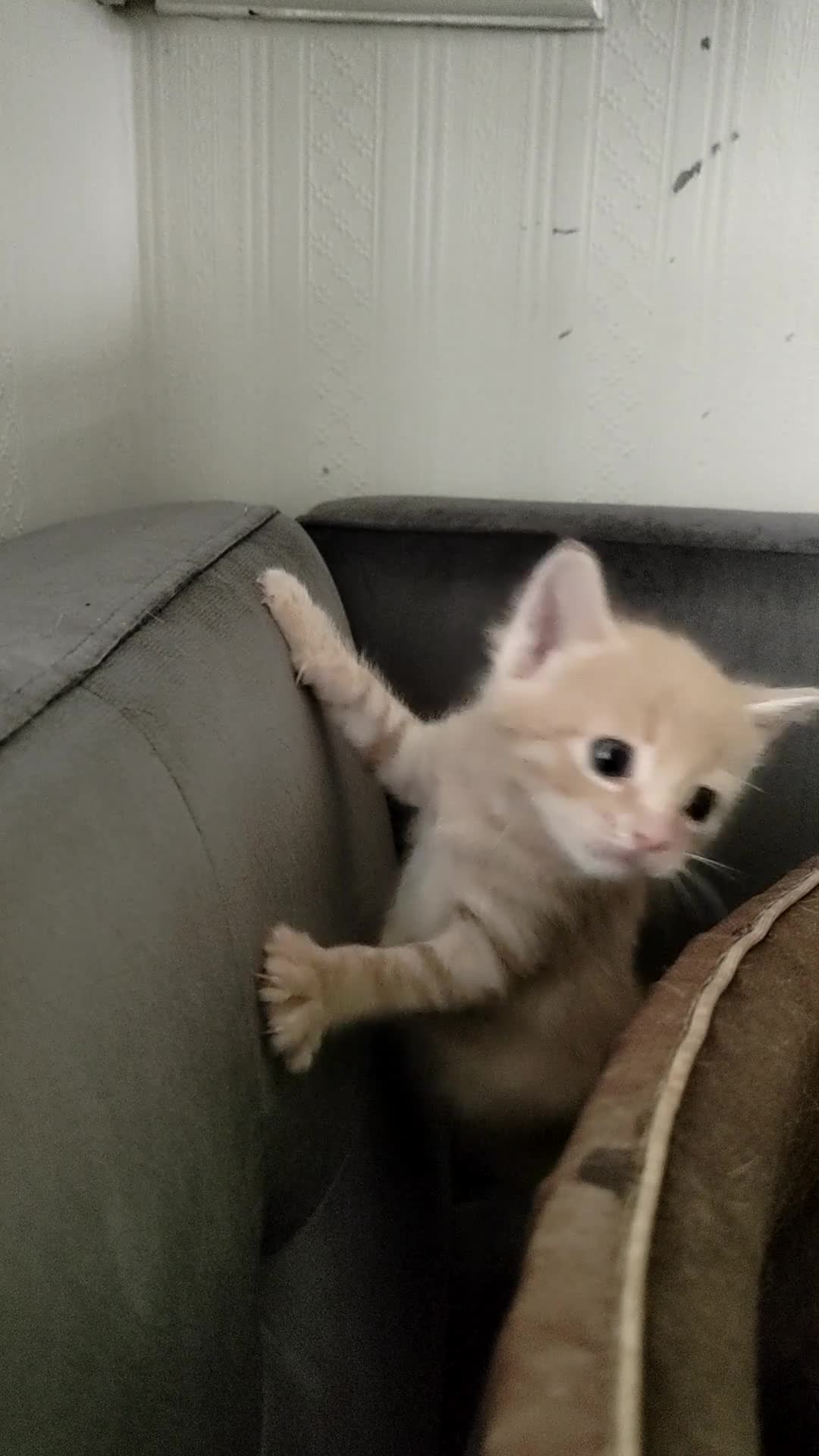 Mixed Breed cats for sale: Adorable kittens are looking for lovely home  - Video 5