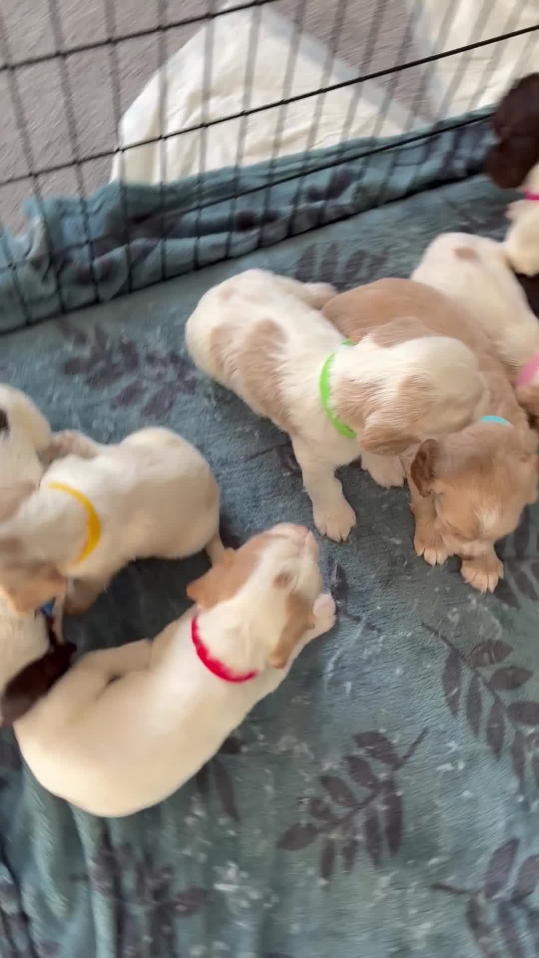 Cocker Spaniel dogs for sale: Beautiful Cocker spaniel puppies for sale - Video 1