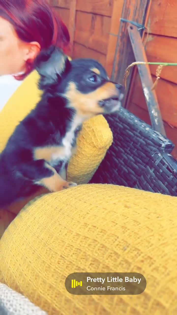 Pomchi dogs for sale: Beautiful female puppy ready now!  in Godstone - Video 1