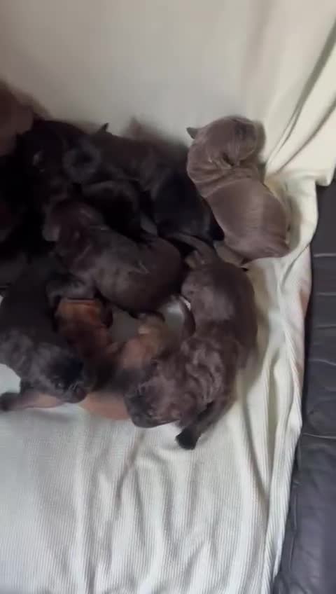 Cane Corso dogs for sale: Cane corso puppies  - Video 3