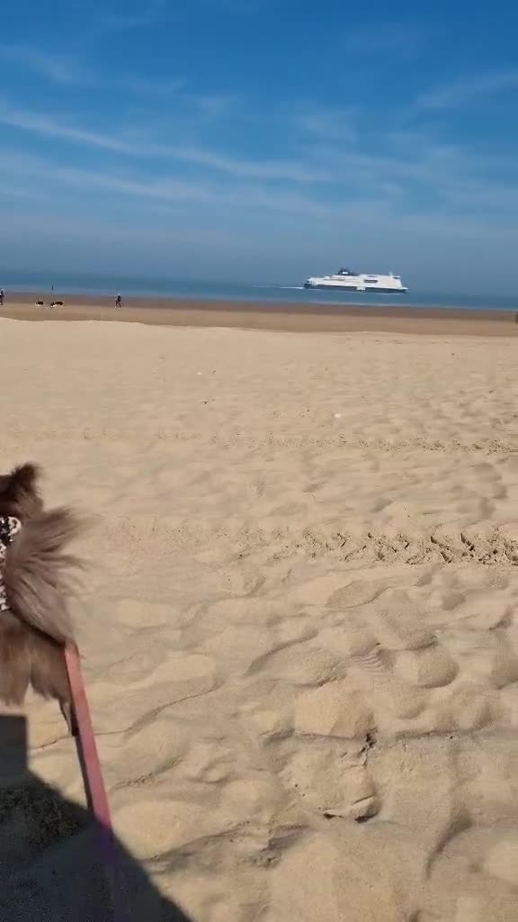 Chihuahua dogs for sale: Long haired lilac chihuahua girl - Video 1
