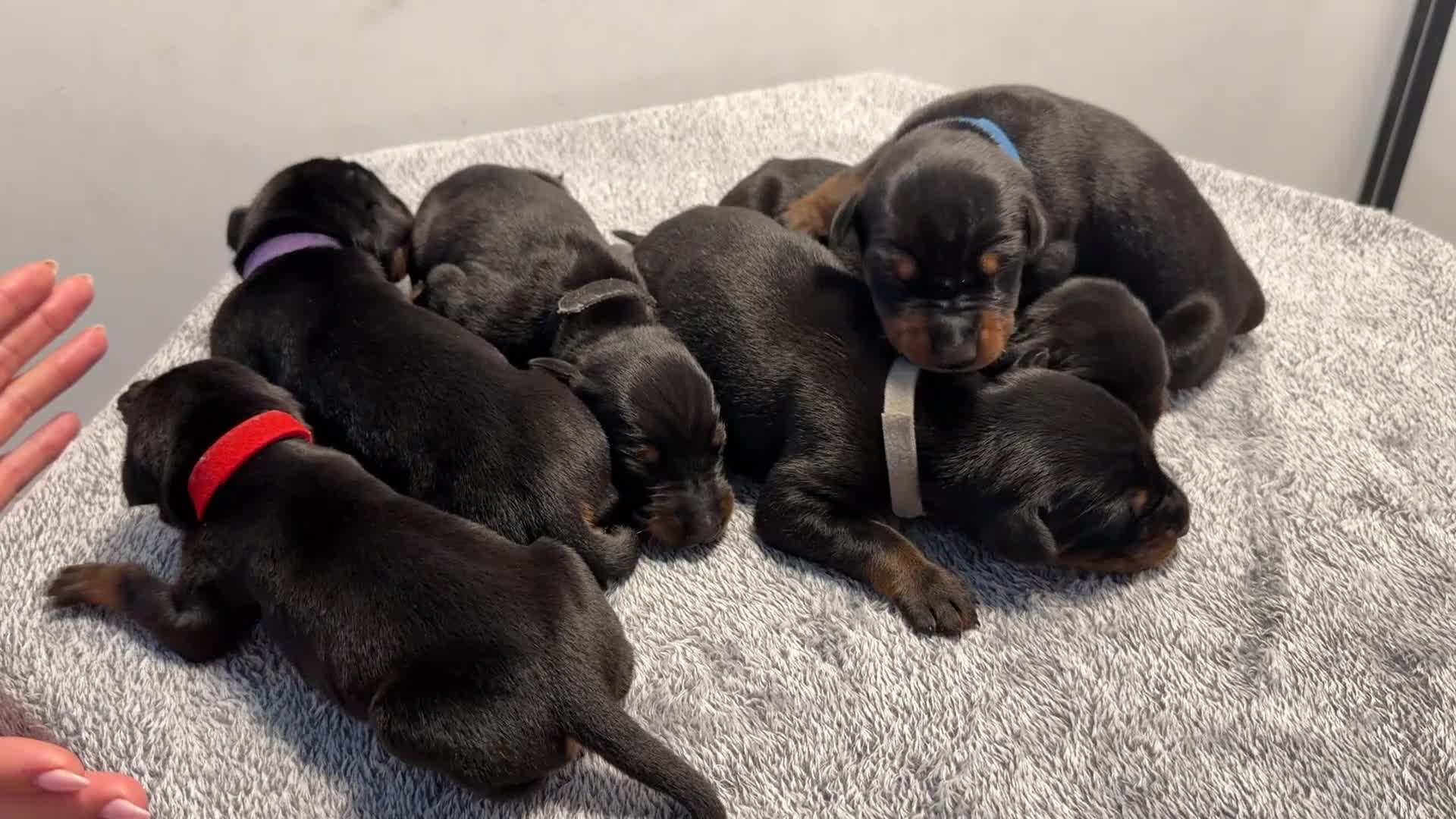Dobermann dogs for sale: ⭐️🩸12x Championship Bloodline Doberman Puppies - Video 1