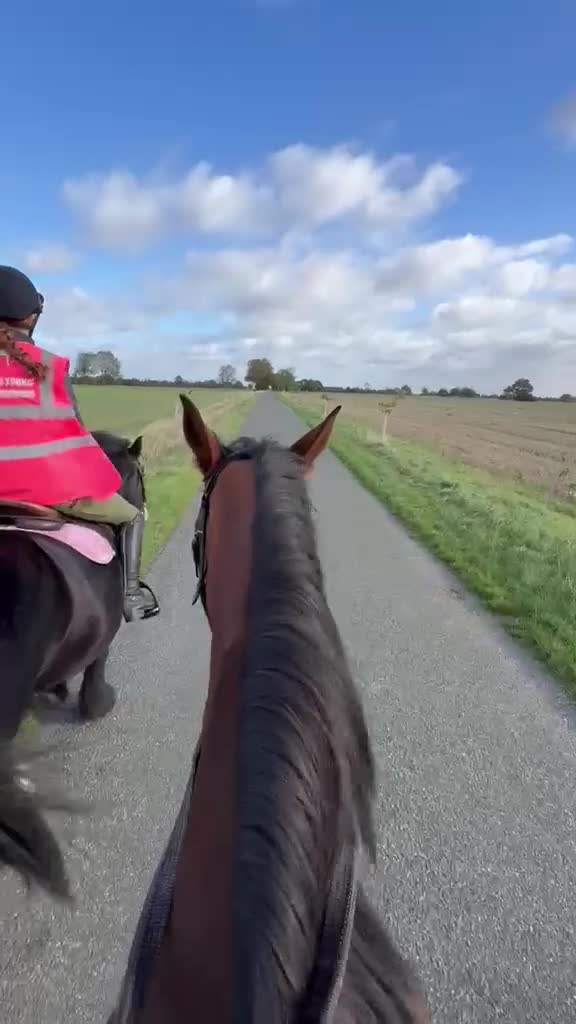 English Thoroughbred horses for sale: 16.1hh Weatherby’s reg TB Mare  - Video 1