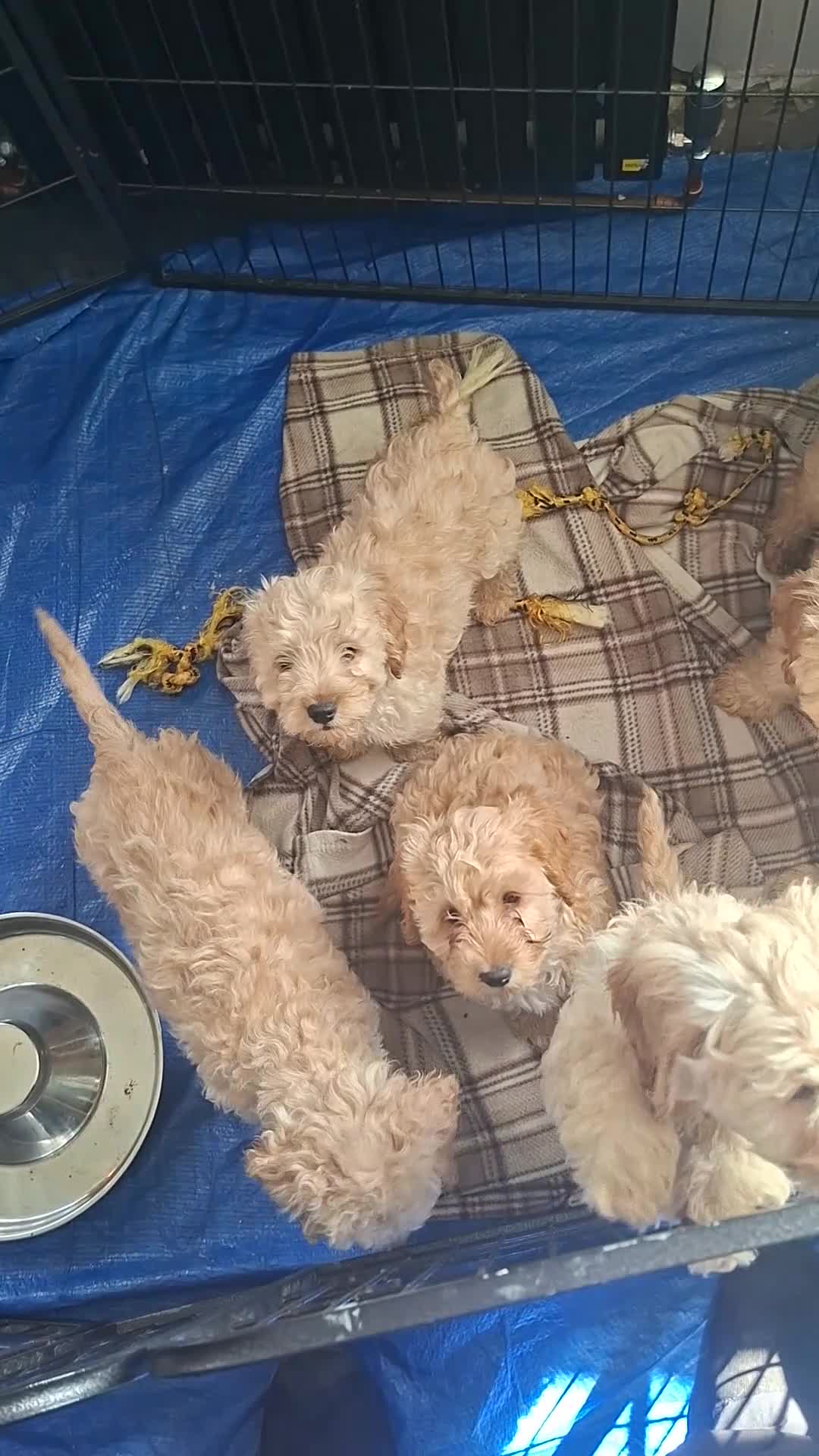 Cockapoo dogs for sale: cockapoo puppies  in Castleford - Video 1