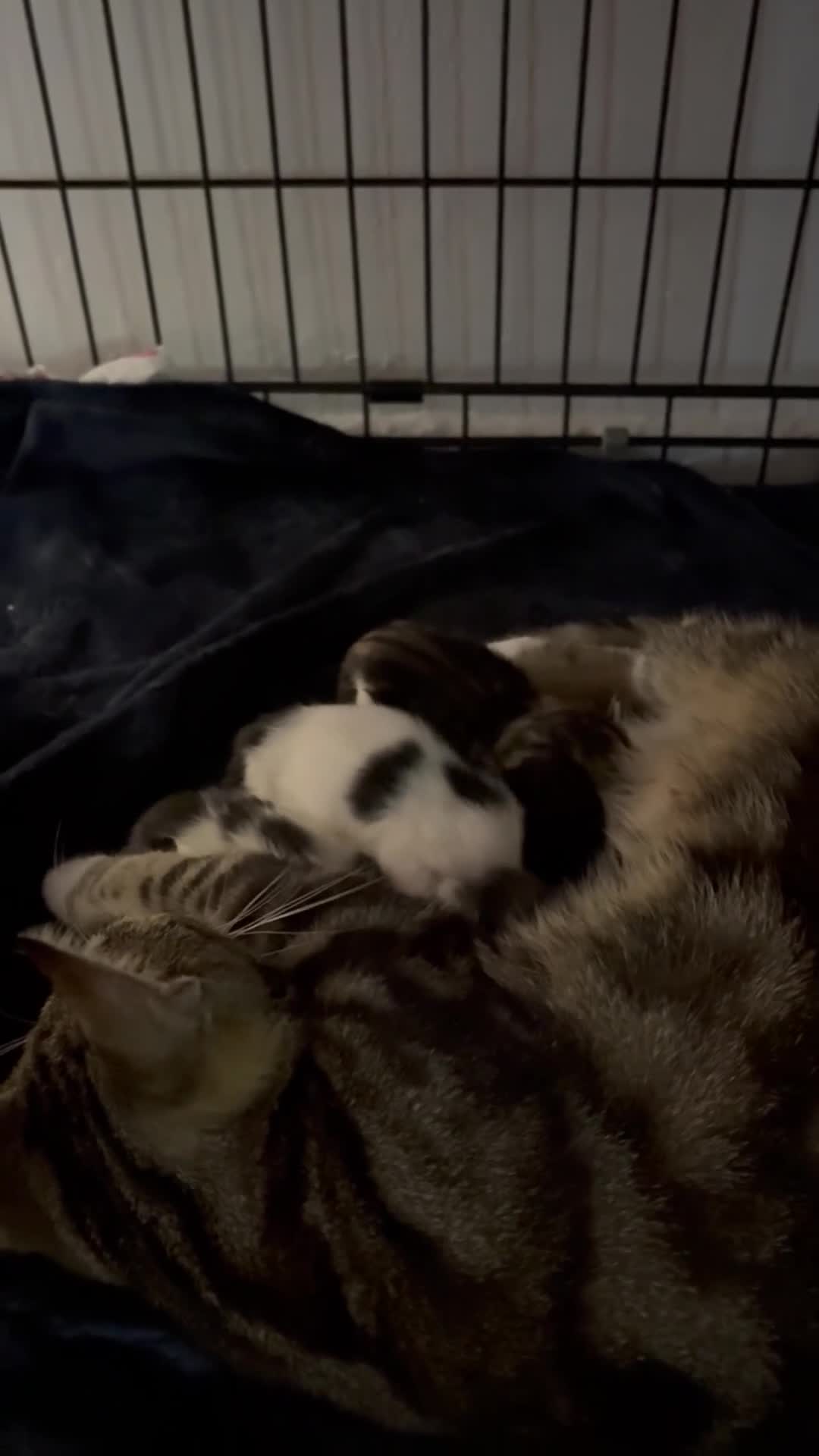 Mixed Breed cats for sale: Kittens for sale  - Video 1