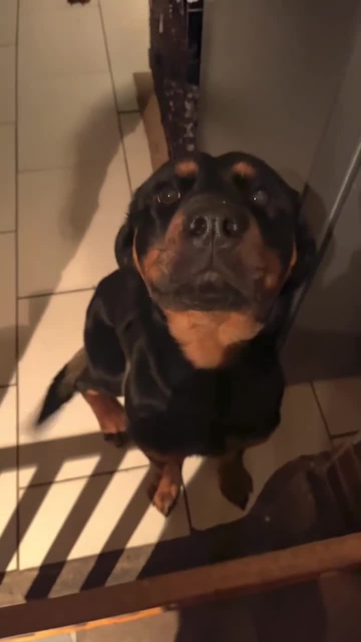 Rottweiler dogs for sale: 8 Stunning Rottweiler puppies  - Video 1