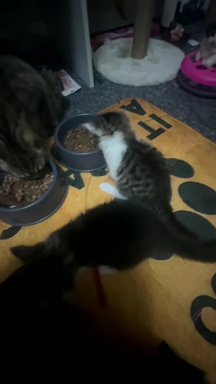 British Longhair cats for sale: Baby fluffy kittens 2 boys 2 girls  - Video 3