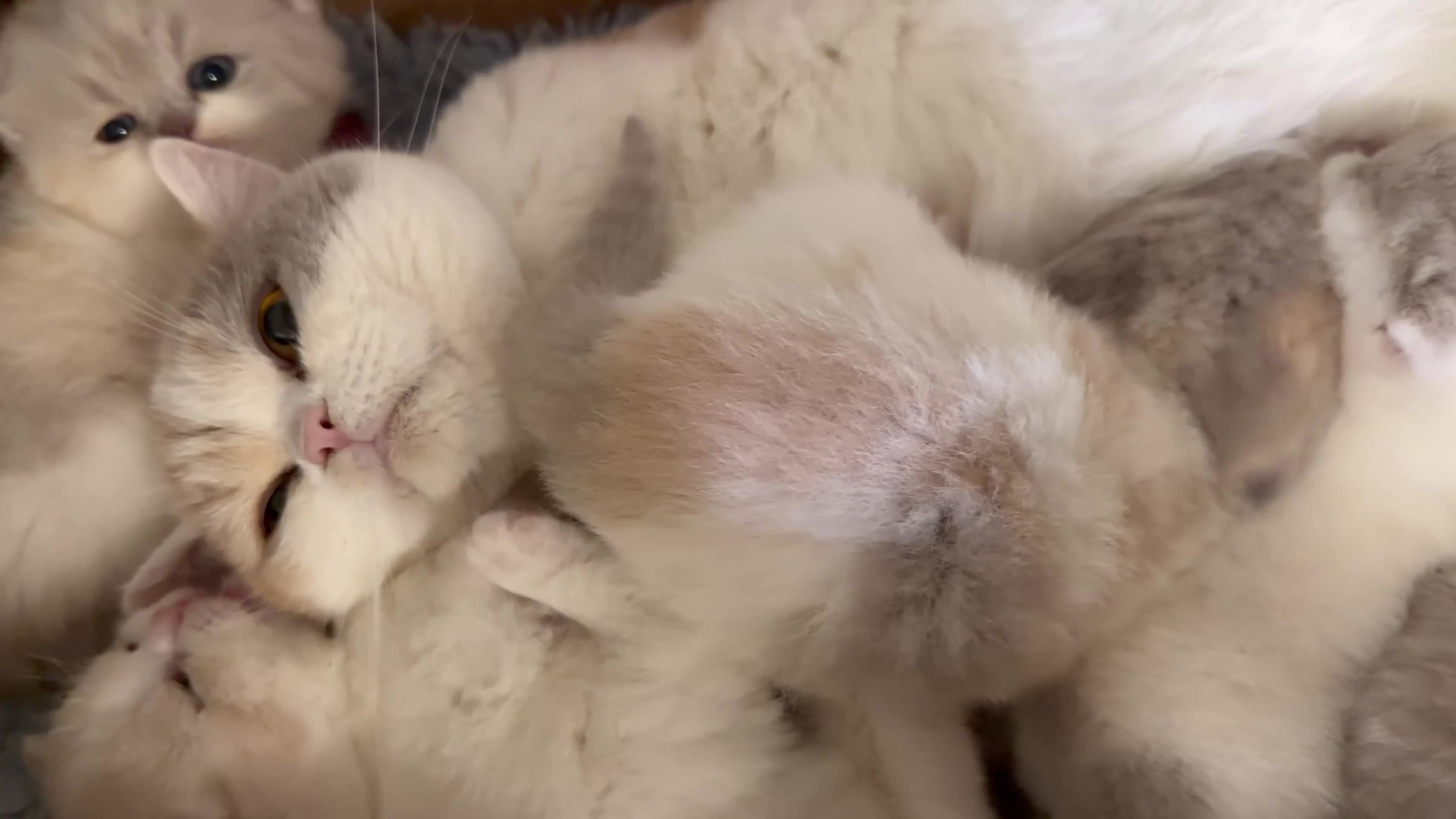 British Shorthair cats for sale: Pure Pedigree Registered British Shorthairs - Video 1