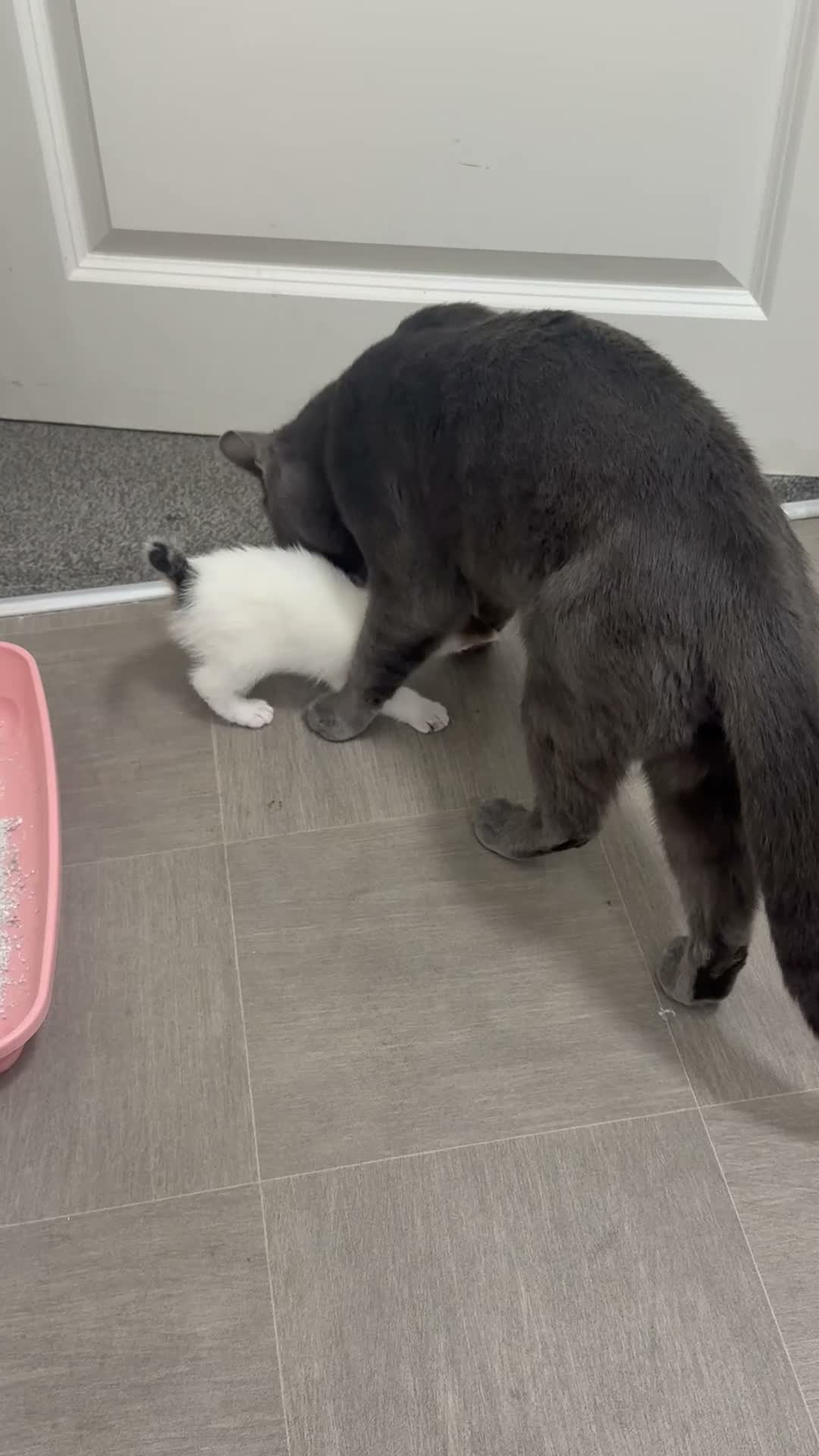 Mixed Breed cats for sale: LAST white FEMALE LEFT - Video 2
