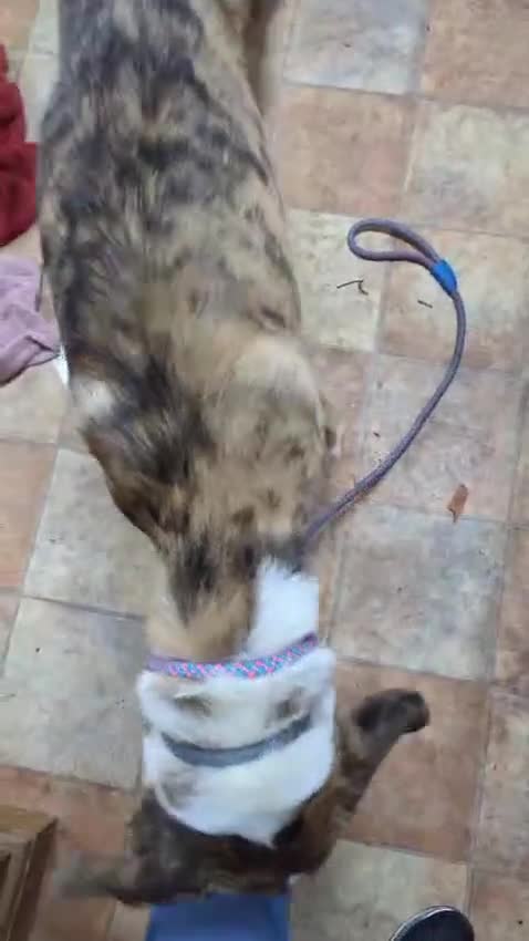 Mixed Breed dogs for adoption: Urgent Foster Home - Video 1