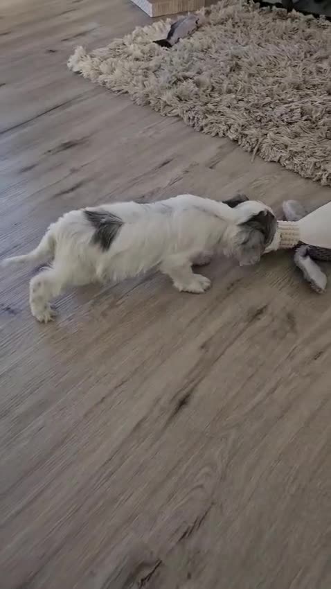 Cockapoo dogs for sale: Beautifully coloured f1 cockapoo pups - Video 3
