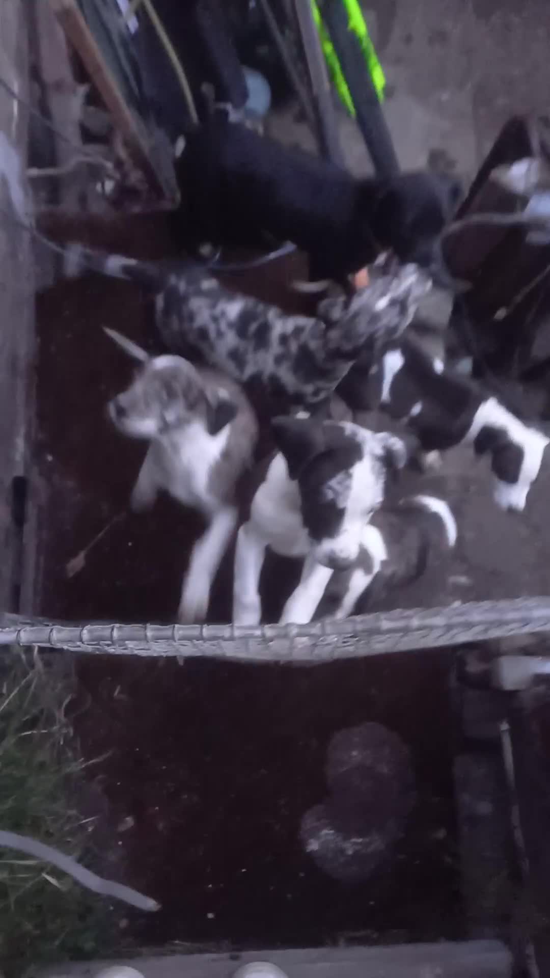Mixed Breed dogs for sale: Puppies - Video 1