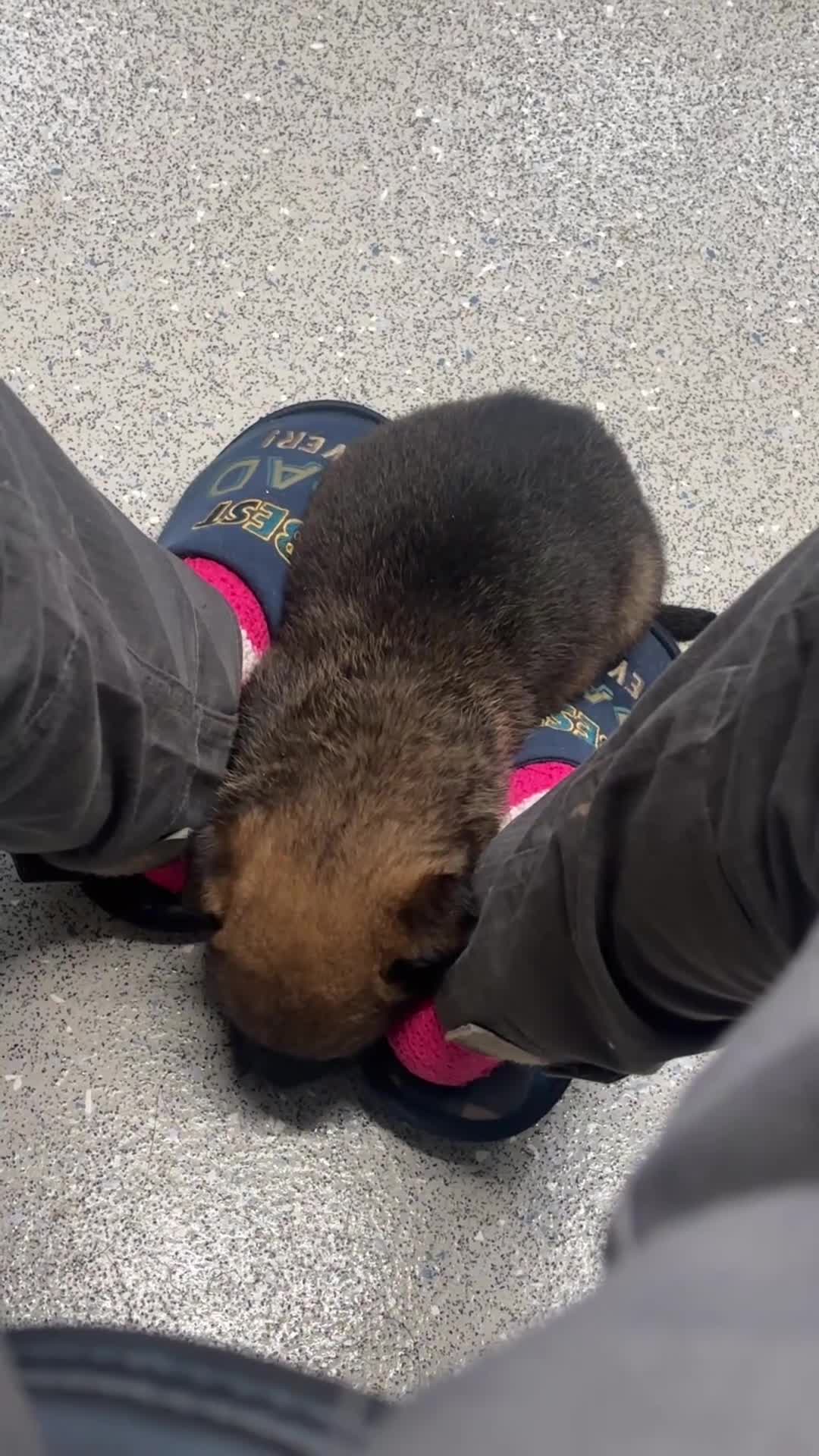 Belgian Shepherd Dog dogs for sale: Belgian malinios puppies - Video 1