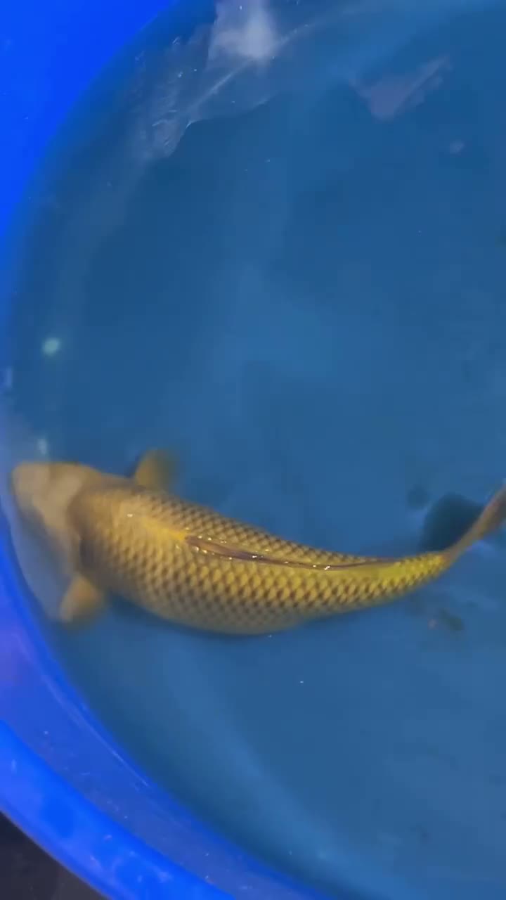 Koi Carp fish for sale: High quality Japanese koi for sale  - Video 1
