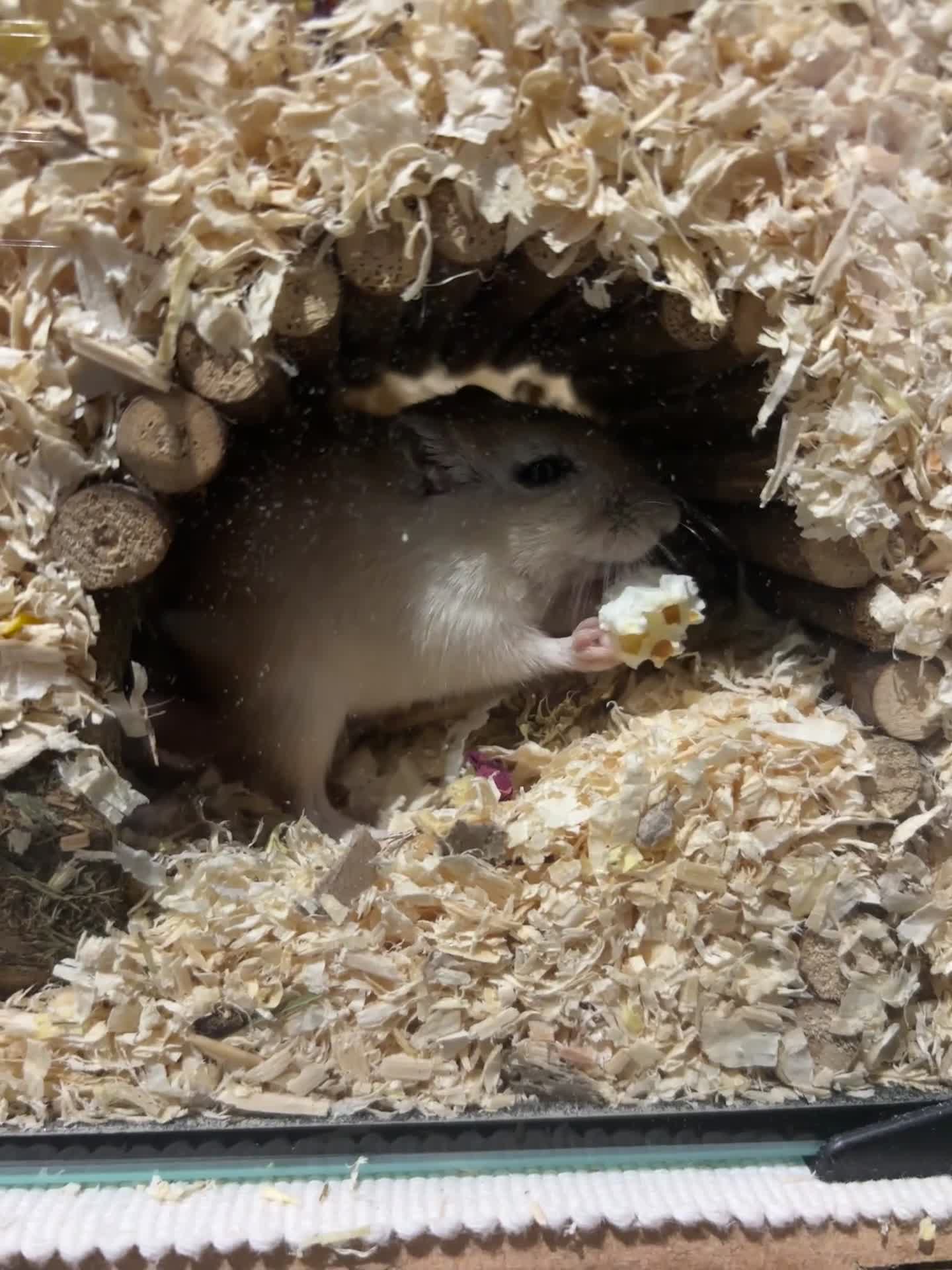 Gerbil rodents for sale: Two gerbil girls - Video 3