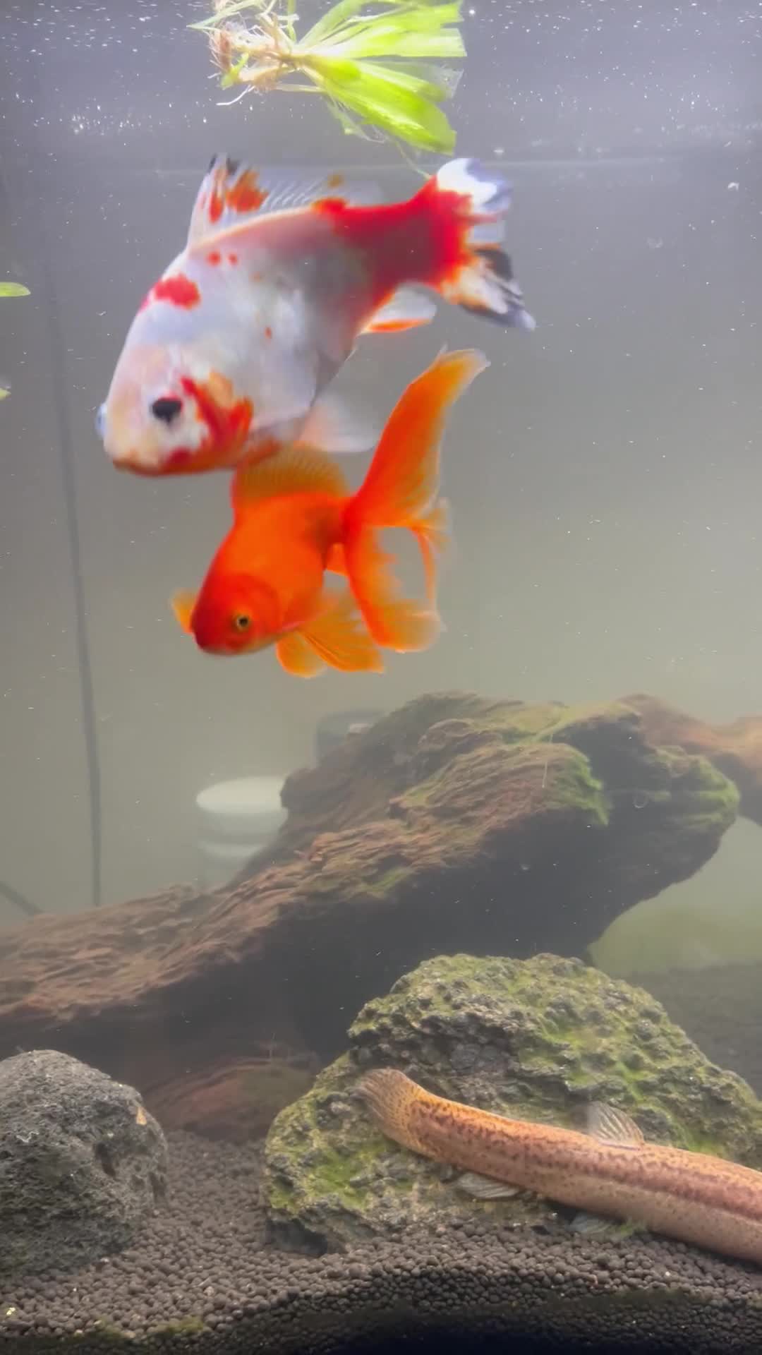 Goldfish fish for sale: 2 x goldfish 1x weather loach - Video 2