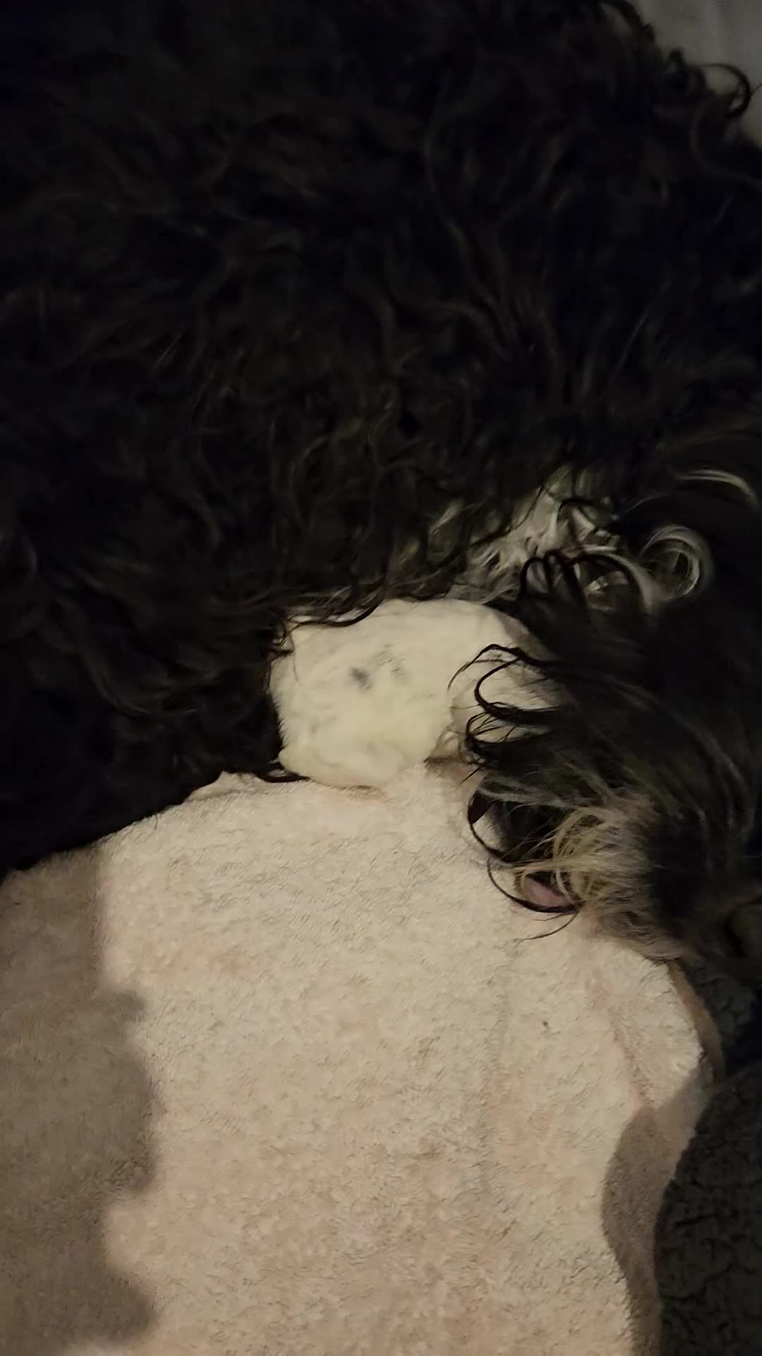 Mixed Breed dogs for sale: Bundles of love ❤️ and fun!! - Video 2