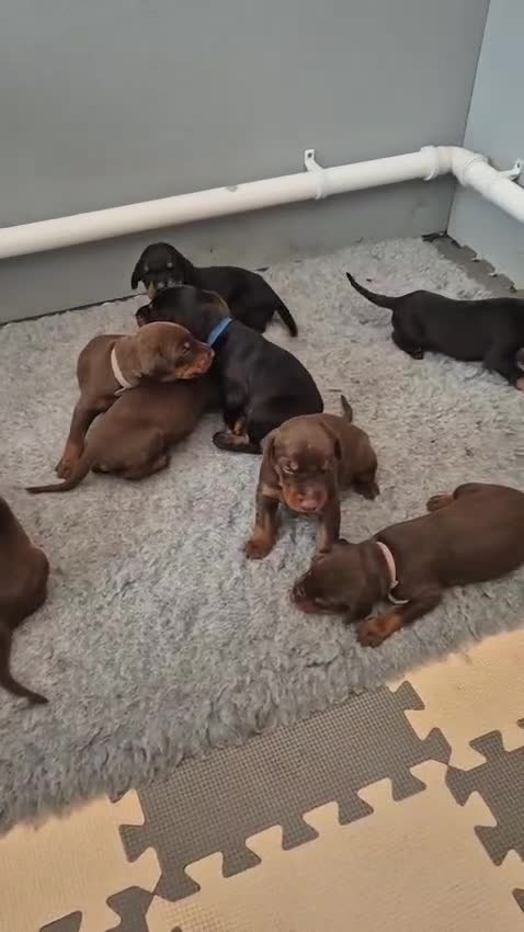 Dobermann dogs for sale: Stunning Dobermann puppies in Nottingham - Video 1