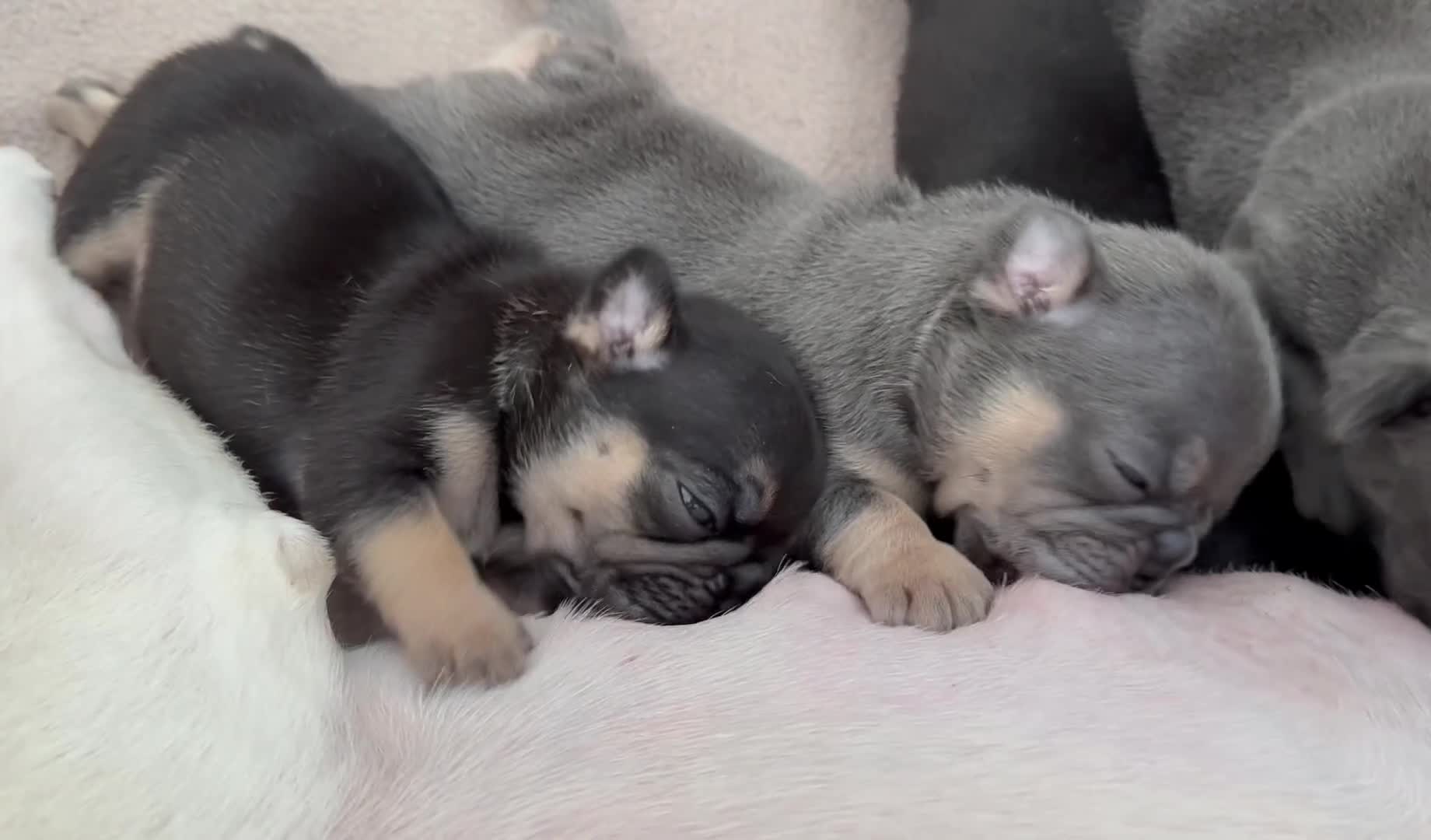 French Bulldog dogs for sale: Outstanding French Bulldog puppies  - Video 4