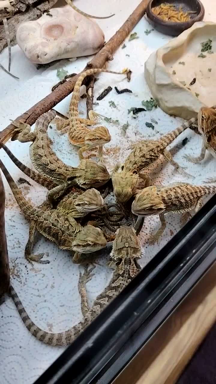 Bearded Dragon reptiles for sale: Baby Bearded Dragons - Video 1