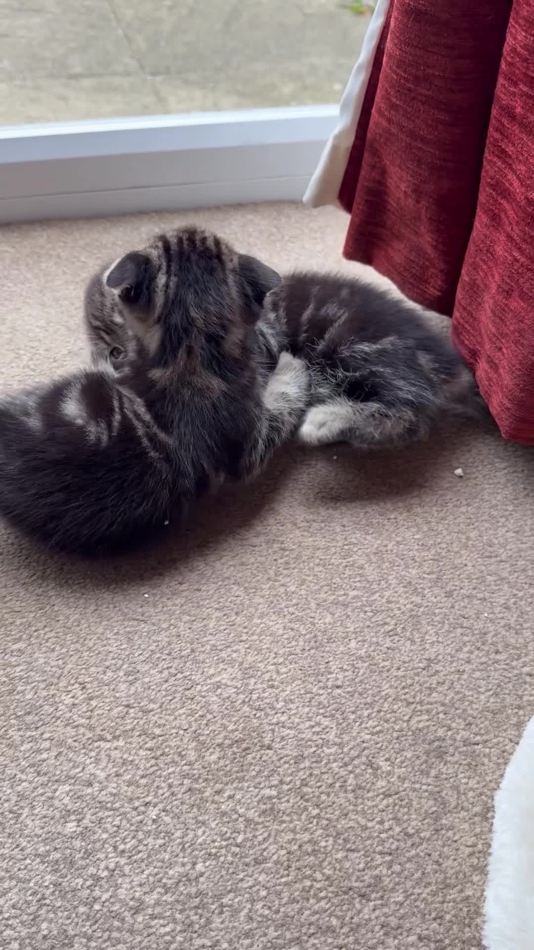 Scottish Fold cats for sale: Scotish fold and British short hair  - Video 2