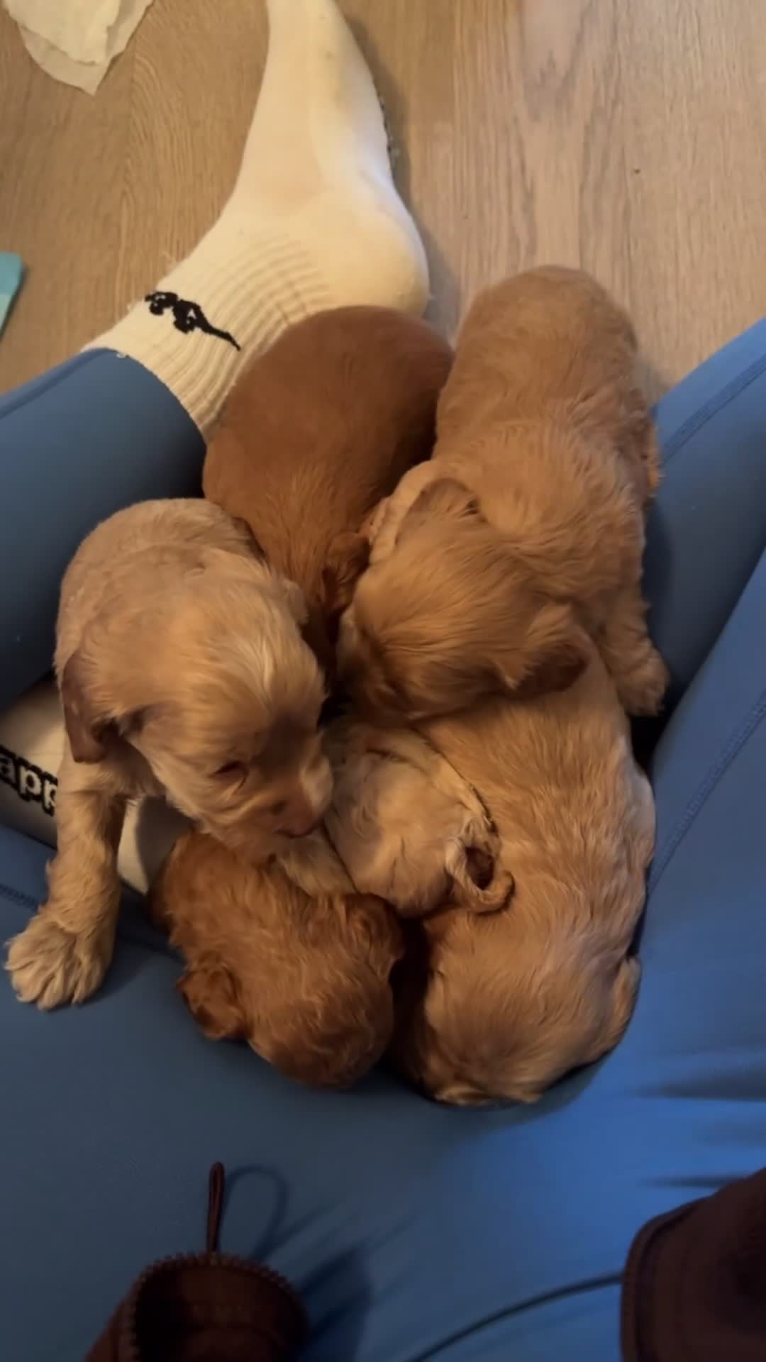 Cockapoo dogs for sale: Brown beautiful cockapoo puppies for sale! - Video 1